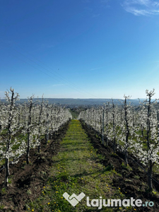 Livada de pruni 1,4 Ha în Fălticeni