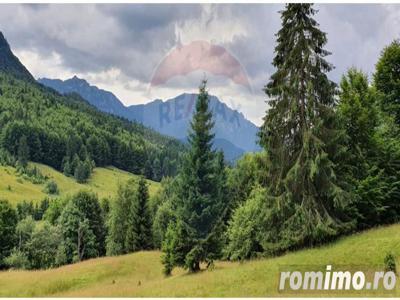 Teren 6000 mp, Vama Buzaului - vedere către Ciucaș