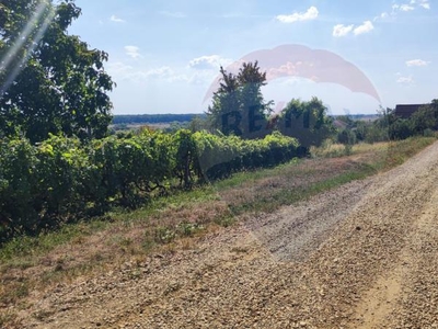 Loc de casa si teren cultivat cu vita de vie 1,28 Ha Santimreu Bihor