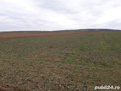 Vand 3 ha teren agricol in localitatea Voivozi ( Simian ).