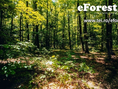 eForest 2 , terenuri la padure, 7.900 euro, la 25 de minute de Bucuresti, suprafata lot 800 mp