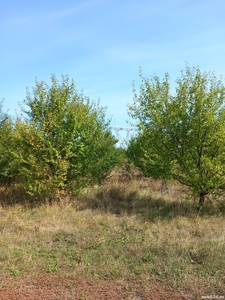 Vând livadă pruni&nuci