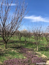 Casă solidă din cărămidă cu 4 camere Șicula Jud. Arad