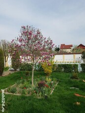 Vand vila cu piscina si spatiu comercial Timisoara