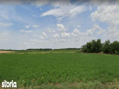 Teren extravilan agricol 5,000 mp Calareti