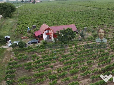 Podgorie în comuna Nicorești/Satul Fantani/județul Gal...