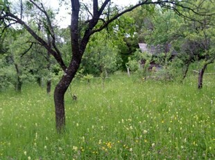 vand teren intravilan Runcu Dambovita