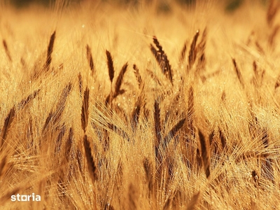 Vand teren agricol 140 ha Sanpetru German Arad