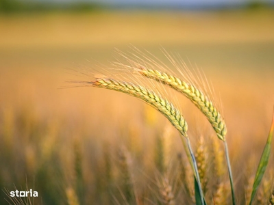 Vand teren agricol 70 ha Silistea Braila