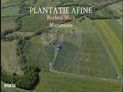PLANTATIE AFINE- Bozanta Mica