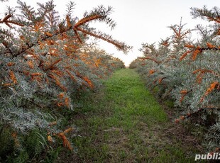 Vand teren de 4 hectare cultivat cu catina.