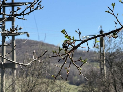 TEREN INTRAVILAN 2800MP CAMPULUNG ZONA PESCAREASA