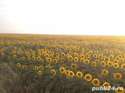 Bușteni 8770 mp - acces la drumul national și calea ferata