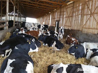 Ferma de vaci functionala, cu autorizatii la zi, de 1200 capete