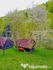 Teren intravilan agricol in Bran - Brasov