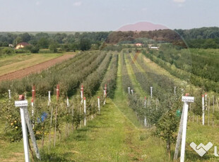 Livada / Ferma pomicola teren Jud.Arges-Izbasesti / DN 142