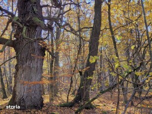 Padure 80 ha Tg.Neamt foioase,aflata in paza ocol silvic