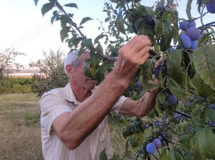 Livada si plantatie viticola