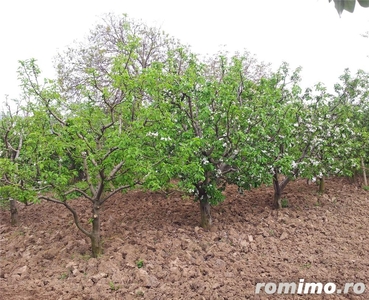 Land for Winemaking+Photovoltaic+Afforestation Center: 3km from Odobesti+Jaristea-Vrancea-Romaniai