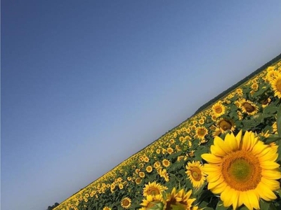 Preiau in arendă teren agricol