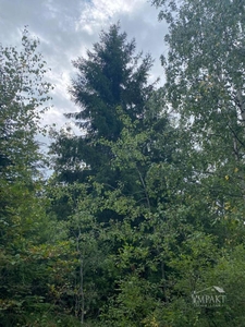 Teren cu padure de vanzare in zona Belis - Dealul Negru.