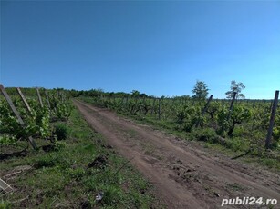 Vie nobila,pe spalieri beton,Buzau,6000mp,productiva