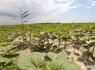 Achizitii terenuri agricole