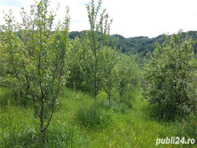 Plantatie pomi fructiferi in productie