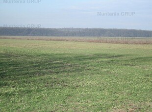 AFUMATI - Tarla 9, teren agricol in suprafata de 29.000 mp.