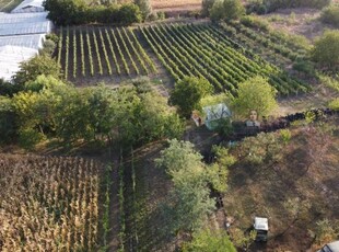 Teren intravilan Tecuci/Podgorie si Pomi Fructiferi/5000 mp