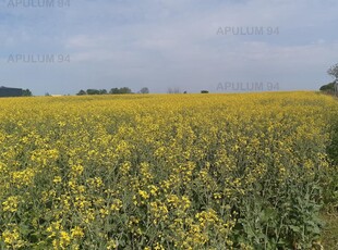 Teren pentru investiție și Grădină de legume