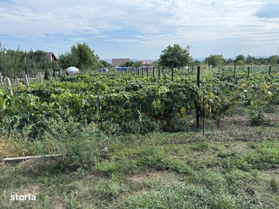 Teren IntraVilan Pretabil Pentru Casa Strada Musatini Aroneanu Iasi